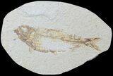 Large, Fossil Fish (Knightia) - Wyoming #88583-1